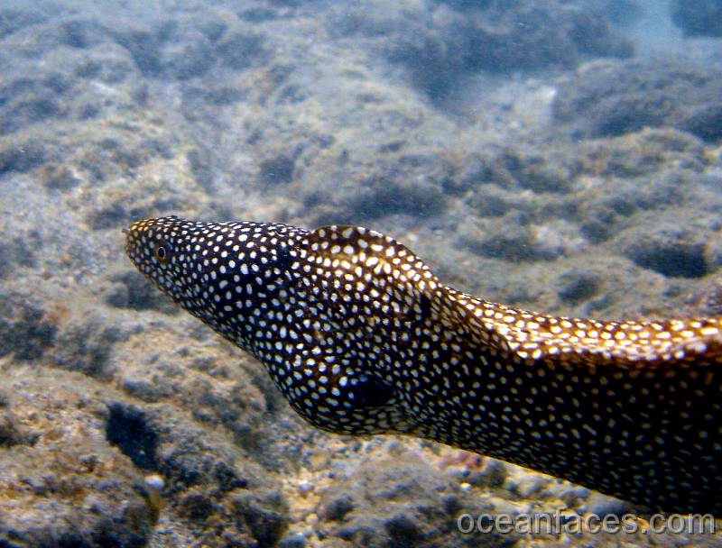 whitemouse_moray1 