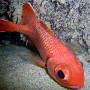 bigscale_soldierfish1 