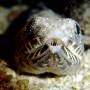 twospot_lizardfish