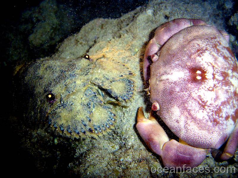 convex_crab_slipper_lobster3 