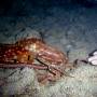 ornate_octopus9 