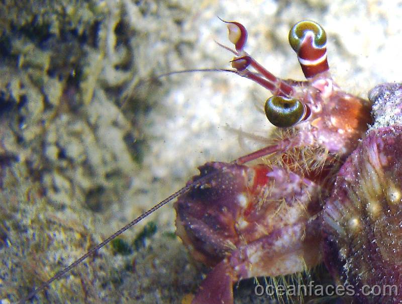 jeweled_anemone_crab 