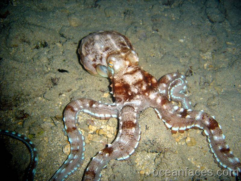 ornate_octopus15 