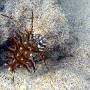rockmover_wrasse_juvenile2 